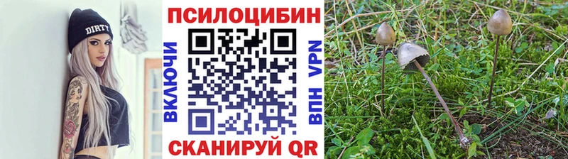 кракен tor  Княгинино  Псилоцибиновые грибы GOLDEN TEACHER 